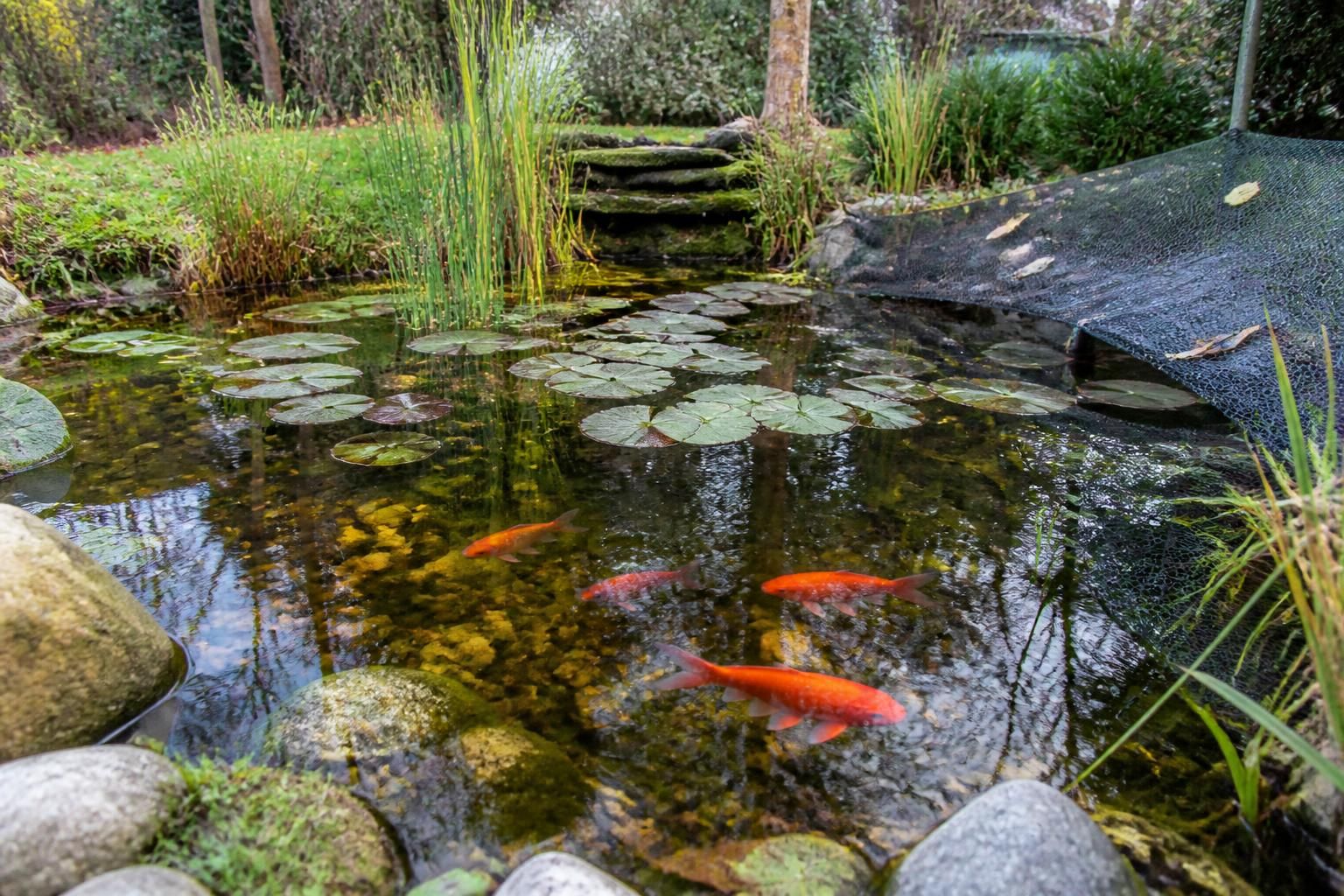découvrez nos conseils pratiques pour hiverner et reproduire votre poisson rouge en bassin extérieur, afin d'assurer leur bien-être toute l'année.