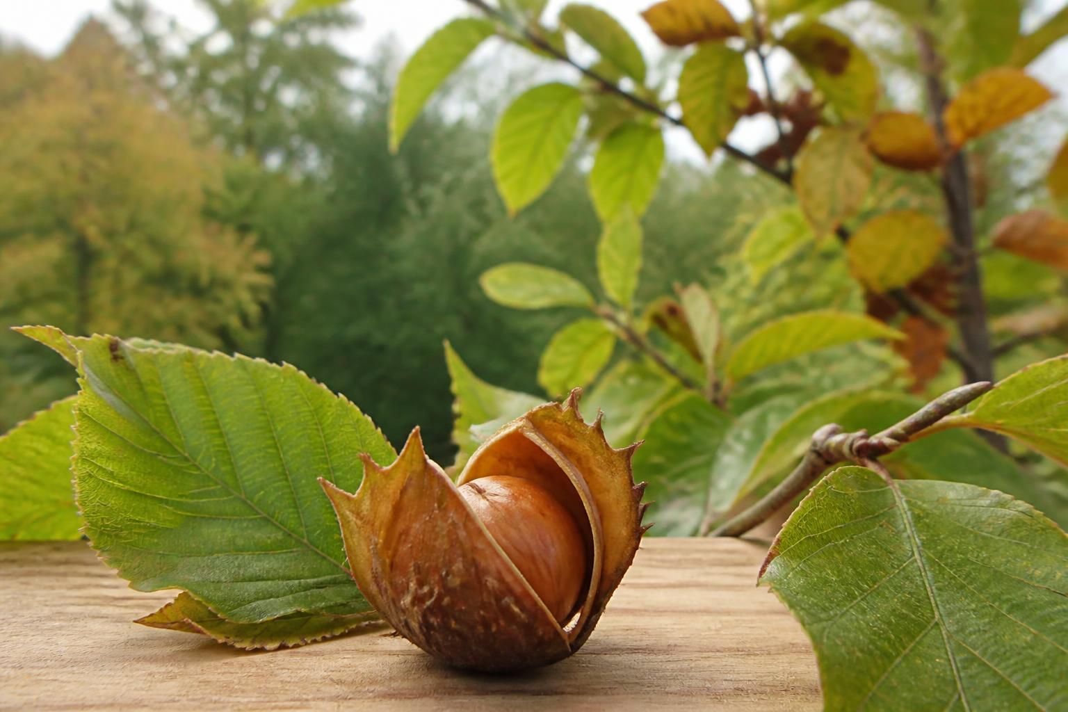 découvrez tout sur le fruit du hêtre : définition, décryptage des mots croisés et présentation des variétés communes pour mieux comprendre et reconnaître ce fruit méconnu.