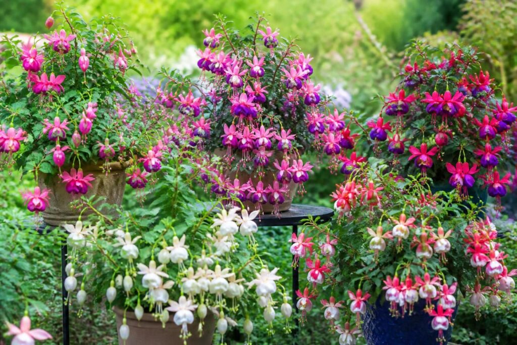 découvrez notre guide complet sur le fuchsia : explorez les différentes variétés et bénéficiez de conseils pratiques pour réussir la floraison de vos fuchsias tout au long de la saison.
