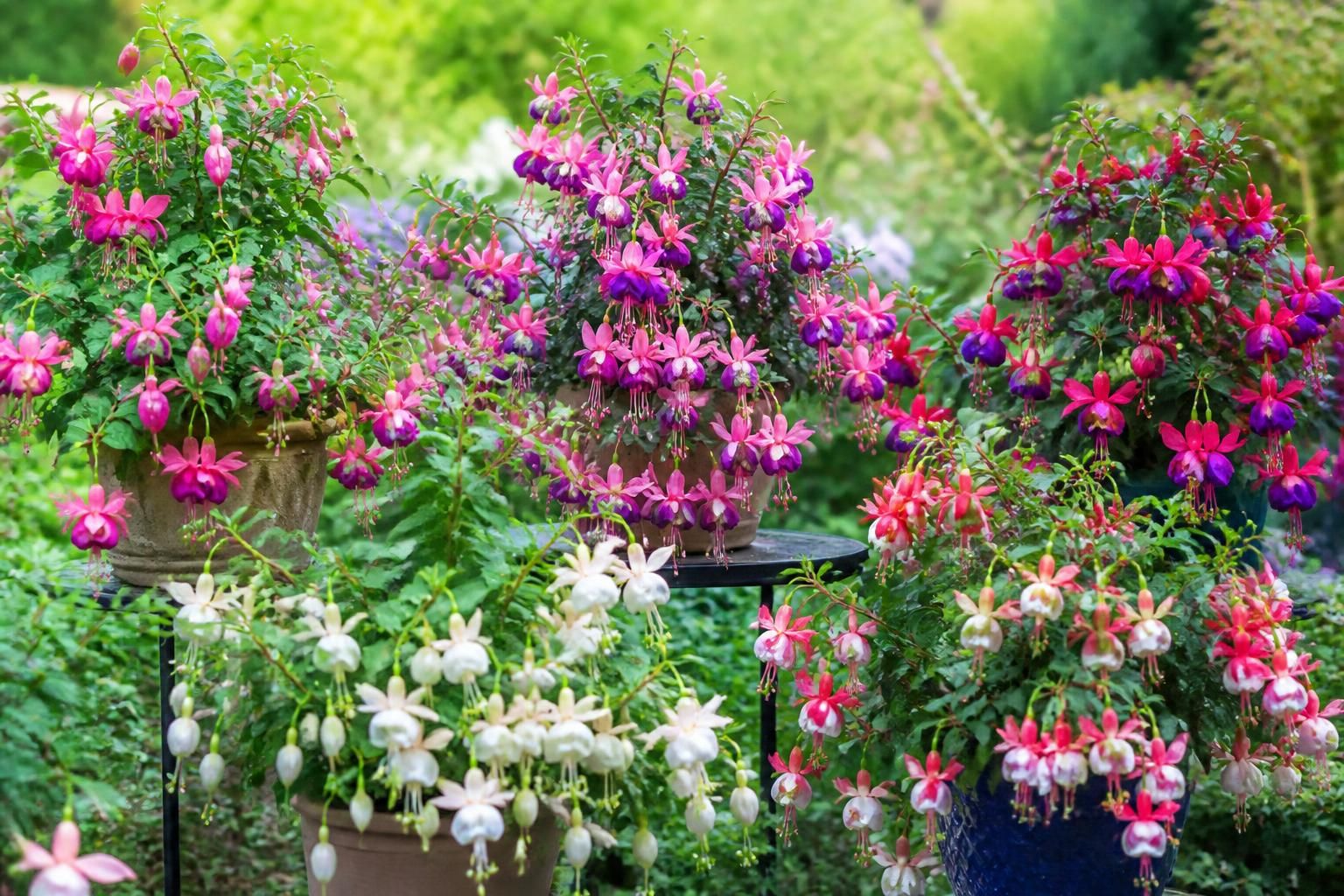 découvrez notre guide complet sur le fuchsia : explorez les différentes variétés et bénéficiez de conseils pratiques pour réussir la floraison de vos fuchsias tout au long de la saison.
