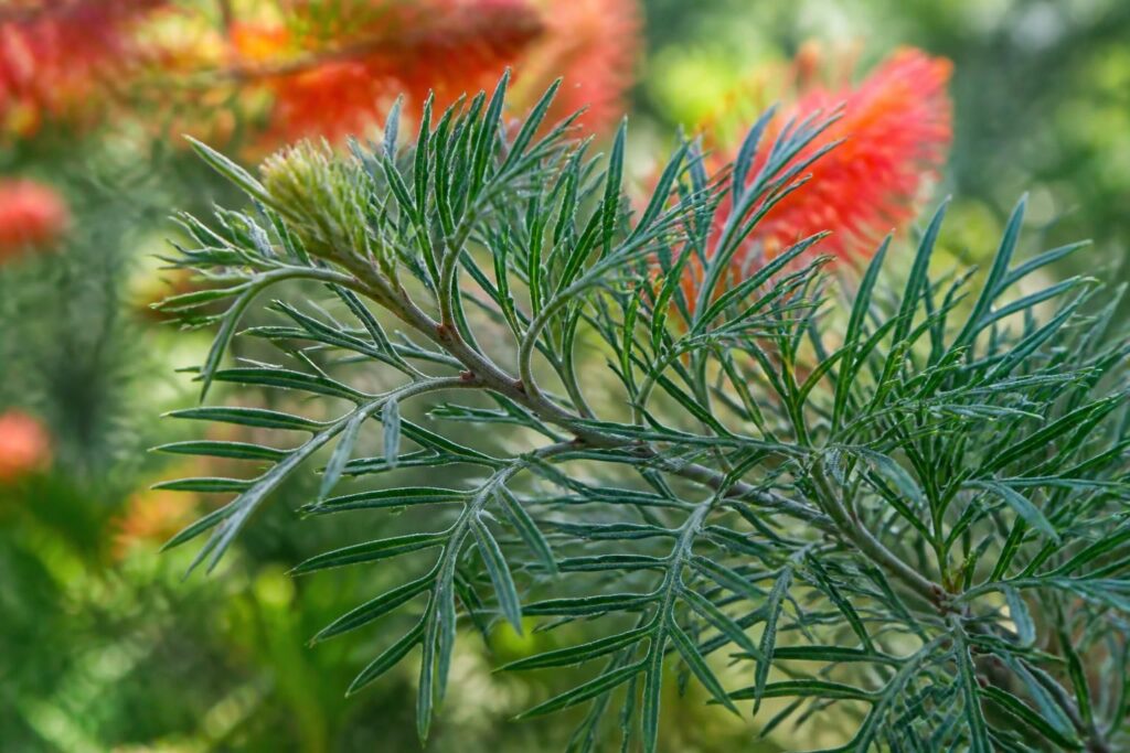 découvrez le grevilier ou grevillea, une plante aux feuilles originales et décoratives, idéale pour embellir votre jardin avec une touche d'exotisme.